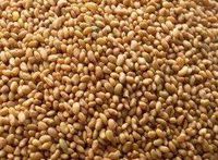 Alfalfa Seed, Whole - Wild Craftedally Grown - Medicago Sativa (454g = One Pound) Brand: Herbies Herbs