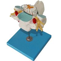 LXX Human Anatomy Science Model - Cervical Spinal Cord and Spinal Nerve Enlargement Model,PVC Material Learning Resources Anatomy Model - for Medical Training Aid