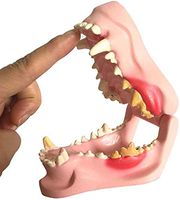 LXX Dog Dental Pathology Model - Canine Dog Jaw Anatomical Model Anatomy Animal Skeleton Medical Teaching Demonstration Model Educational Training Aid