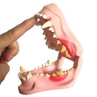 LXX Dog Dental Pathology Model - Canine Dog Jaw Anatomical Model Anatomy Animal Skeleton Medical Teaching Demonstration Model -for Medical Educational Training Aid