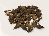 连翘/青翘 | Forsitia