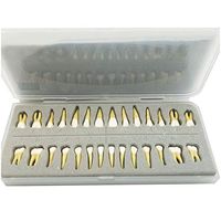 LXX Dental Model - Adult Standard Teeth Model - 28 Pcs Two-Color Permanent Teeth Study Analysis Demonstration Teeth Model