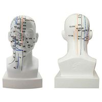 BIUYYY 19CM White Human Head Acupuncture Model Pressure Point and Meridians - for Acupuncturists and Other Medical Professionals