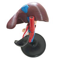 LXX Human Organ Anatomical Model - Human Hepatopancreas and Duodenum Anatomical Model - PVC Material Human Liver Anatomical Model - for Medical Educational Training Aid
