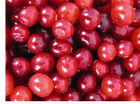 Cranberry Seed Oil 100% Pure Organic Cold Pressed 16 Oz