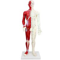 BIUYYY 60CM Human Acupuncture Model with Muscle Anatomy - for Acupuncturists and Other Medical Professionals