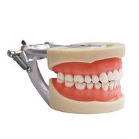 LXX Dental Teeth Removable Tooth Model (32 Teeth) Tooth Prosthesis Demonstration Teeth Model for Study Teaching