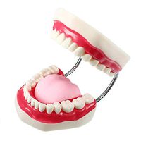 LXX Teeth Model Resin Dental Implants Restoration Educational Exemplar Standard Teeth Model for Teaching Practice Demonstration Flossing Model for Adult or Children