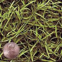Green Tea VERYFINE Fine Cut Gift Basket Shred Paper Grass Filler Bedding (8oz Bag)