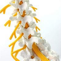 LXX Anatomical Lumbar Spine Model - 1:1Life Size Sacral Nerve Skeletal Anatomy Model -PVC Material Medical Spine Model -for Medical Educational Training Aid
