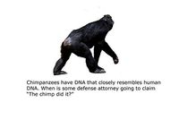 Blank Notecard - Chimp Did It