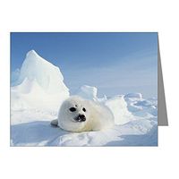 Note Card Harp Seal