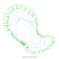 Dry Comfort Bladder Control Pads, Dry Comfort Night Pad Green, (1 CASE, 48 EACH)