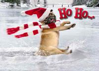 Avanti Press Christmas Cards, The Pug & the Frozen Pond, Count of 100 (32792)