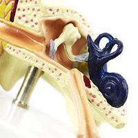 LXX Ear Anatomical Model - Magnification 1.5X Ear Internal Model Human Auditory System Ear Structure Medical Medical Practice Traning Model - for Scientific Display