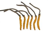 WILD Cordyceps, Whole Himalyan Cordyceps Sinensis Mushroom, Genuine and Very Rare, High Grade, Boost Energy, Reduce Stress For Men and Women, 3 grams
