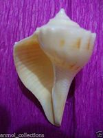 RIGHT HANDED (DAKSHINAVARTI SHANKH) LAKSHMI CONCH/SHELL RELIGIOUS HINDU PUJA