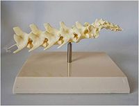 LXX Dog Spine Model - Dog Lumbar Vertebrae Model Canine Skeleton Bone Vertebral Anatomical Model - Medical Anatomical Dog Spine Model - for Pet Veterinary Teaching Model