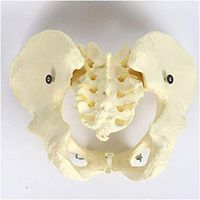 LXX Female Pelvis Skeleton Bone Model - 1:1 Life Size Adult Pelvis Skeleton Model - for Medical Teaching Training Aid, School Lab Supplies