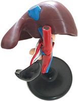 LXX Human Organ Anatomical Model - Human Hepatopancreas and Duodenum Anatomical Model - PVC Material Human Liver Anatomical Model - for Medical Educational Training Aid