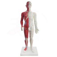 JIN 60CM Male Acupuncture Model Half-Skin Half-Muscle with Chinese and English Points Male Skeleton Internal Organs Anatomical Model