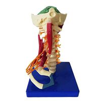 LXX 1:1 Lifesize Human Cervical Vertebra Carotid Artery Spine Model Model Anatomy for Science Classroom Study Display Teaching Medical Model