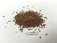 莱服子 | Radish Seed