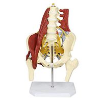 LXX Female Pelvis Model - Lumbar Spine Bone Model Medical Science Female Pelvis Model with Pelvic Floor Muscle Anatomy Model Life Size Adult Skeleton Anatomical Model