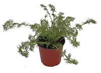 Chamomile 'Roman' Herb Plant (Pack of 2)