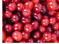 Cranberry Seed Oil 100% Pure Organic Cold Pressed 2 Oz