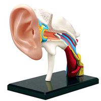 LXX Ear Anatomical Model - Detachable 22 Parts Human Anatomy Science Ear Models - for Medical Education Teaching Model - Puzzle Assembling Toy