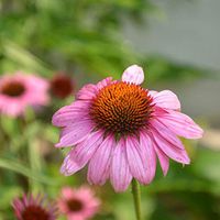 NewPinky Echinacea (Echinacea) Seeds 300 Capsules/Pack.