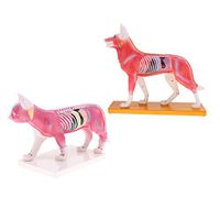 Baoblaze Dog & Cat Acupuncture Anatomical Model Educative Model School Lab Supplies
