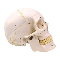 LXX Human Adult Skull Anatomical Model, 1:1 Life Size Removable Skull Cap Environmentally Friendly PVC Hand Made,Medical Educational Training Aid
