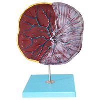 LXX Scientific Human Anatomy - Placenta and Umbilical Cord Model with Digital Sign -PVC Material Human Anatomy Medical Teaching Model -for Medical Teaching Traning Display