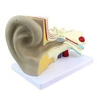 LXX Anatomical Human Ear Model - Ear Anatomy Zoom in 3 Times Otolaryngology Human Auditory System Model for Teaching and Doctor-Patient Communication