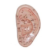 Ear Model/Acupuncture Point Guide 12cm / 4.7inch