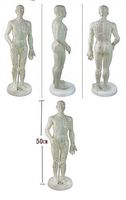 Doc Royal Acupuncture Model Male 50cm/Female48cm