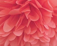 Cakesupplyshop Packaged 24pack Bright Coral Extra Large Gift Wrap Pom Pom Tissue Paper