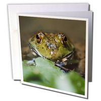 3dRose Portrait of Bullfrog, Close-Up Greeting Cards, 6" x 6", Set of 12 (gc_205960_2)