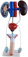 LXX Human Anatomy Science Models,Human Urinary System Model-Anatomical Male Genitourinary Kidney Bladder Ureter Anatomy for Medical Educational Training Aid