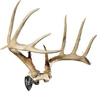 Skull Hooker XXL Bone Bracket European Trophy Mount - Perfect Kit for Hanging and Mounting Taxidermy Elk, Moose and other large Skulls for Display