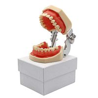 LXX Dental Adult Standard Teeth Model Removable Teeth Teeth Dental Demonstration Model for Kids, Dentist Students, Patient, Teaching, Studying, Displaying