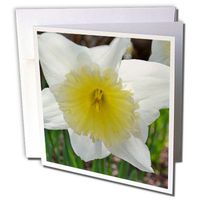 3dRose white and yellow daffodil - Greeting Cards, 6 x 6 inches, set of 12 (gc_22717_2)