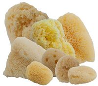 Aphrodite Natural Painting Sponges - Artist Paint Sponges Made of Natural Fibers Harvested in Greece Contaminate Free - [Value Pack #6 | Eight Natural Sponges]