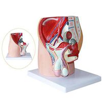 NACHEN Human Body Anatomy Model Male Reproductive Model Genitourinary System Anatomy Model for Scientific Learning Resources
