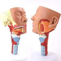LXX Human Anatomy Science Models - Nasopharyngeal Pharyngeal Muscle Anatomical Model Mouth Pharynx Larynx Throat Cavity Model - for Medical Educational Training Aid