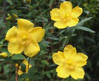 100 Bulk Seeds St. John's Wort Hypericum Cerastoides #OV55