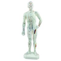 Acupuncture Model of Human Body *TOP Quality* Plastic with Meridian Points (11)
