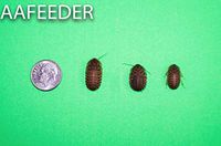 Dubia Roaches 50 Medium 3/8" to 3/4"